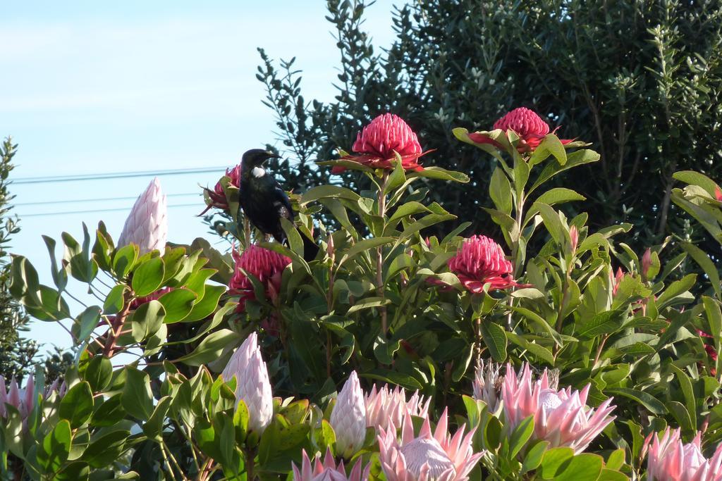 The Green House B&B Whitianga Dış mekan fotoğraf